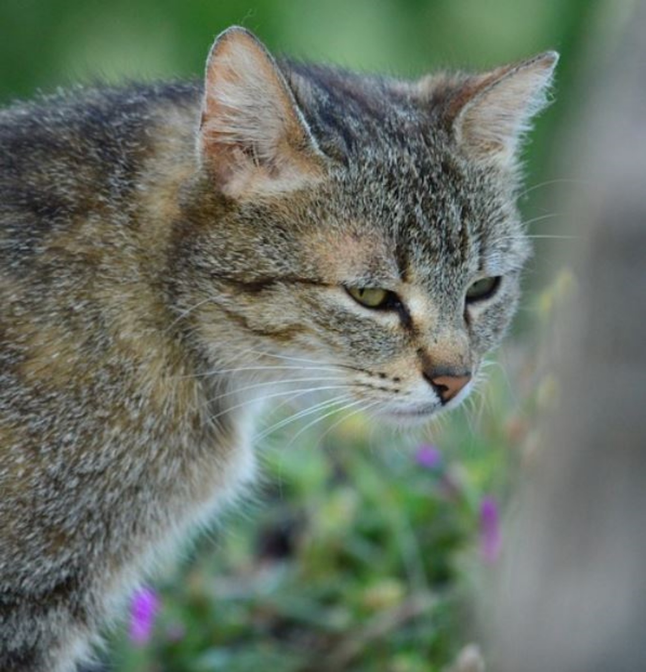 un gatto europeo dagli occhi verdi