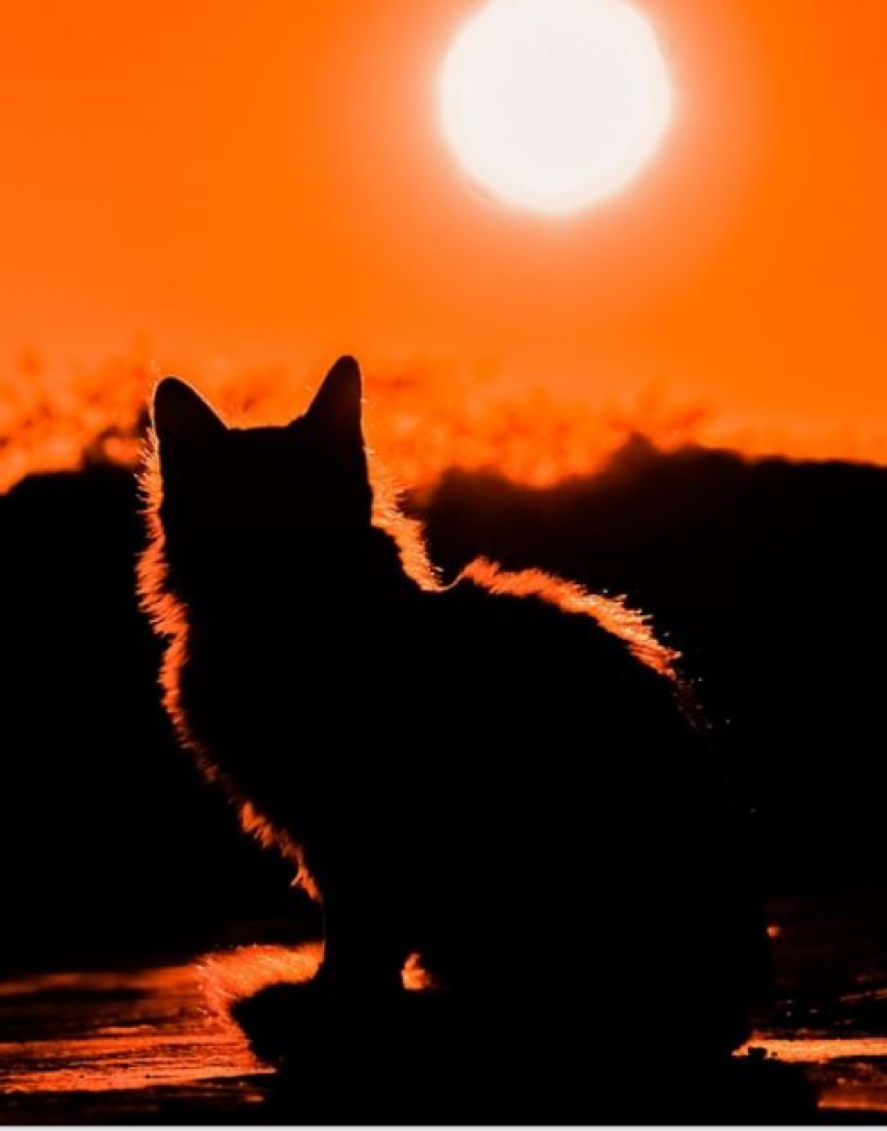 Un gatto al tramonto