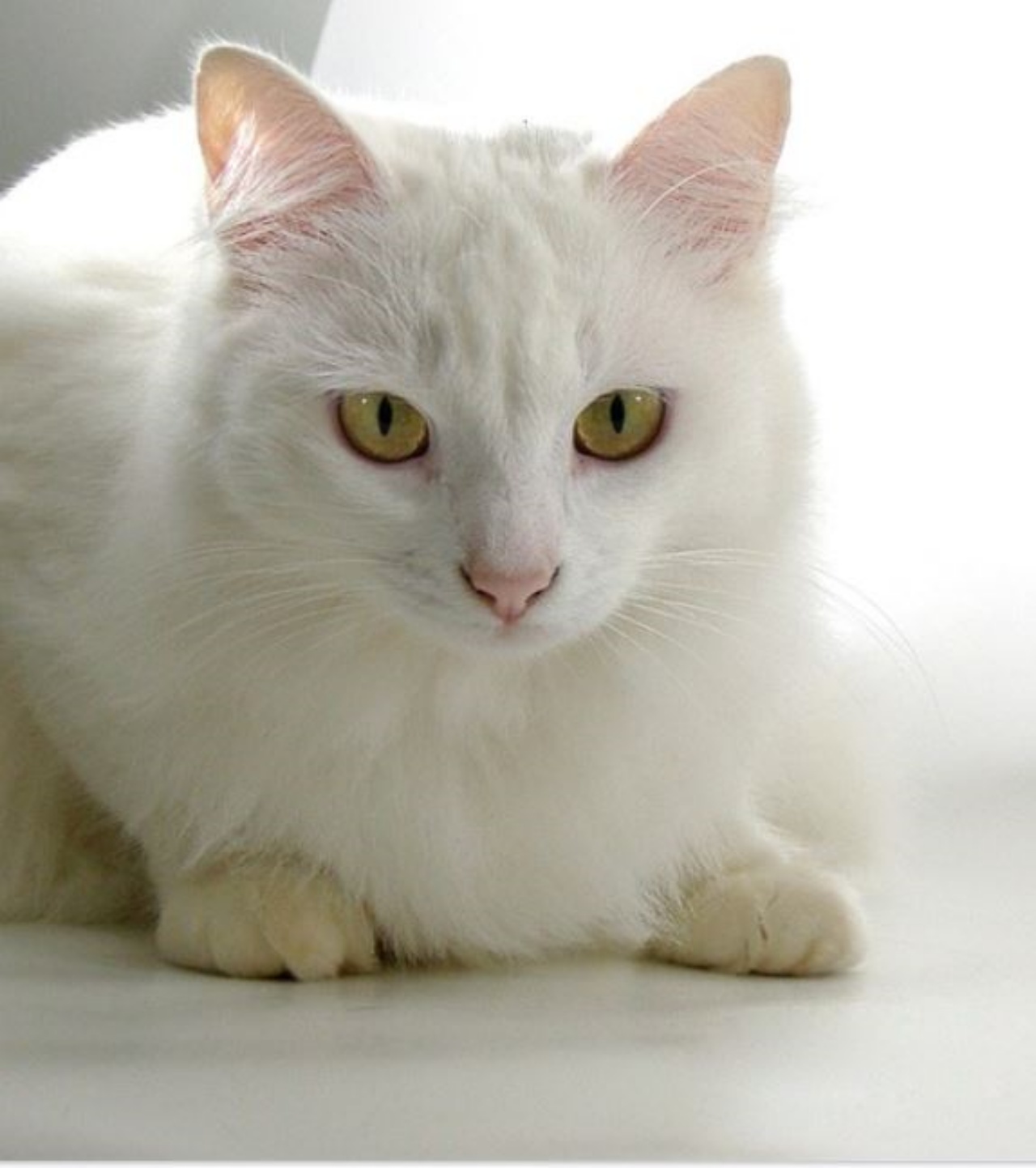 Un gatto dal pelo bianco seduto a terra