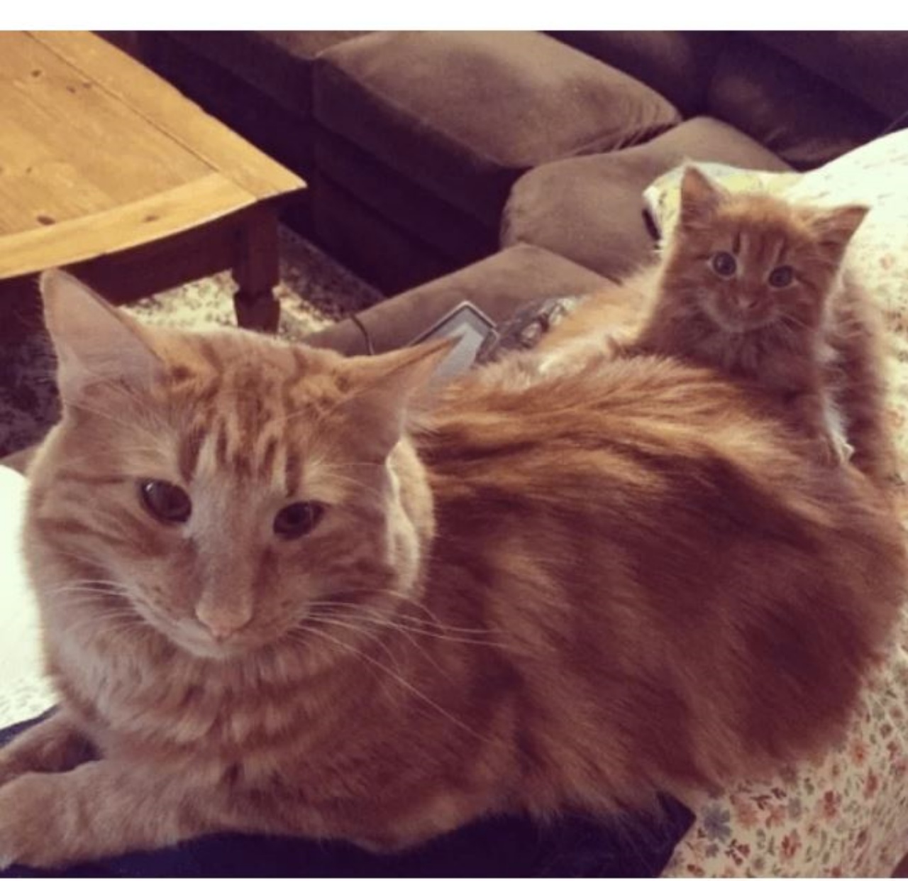 Ginger con un gattino molto piccolo