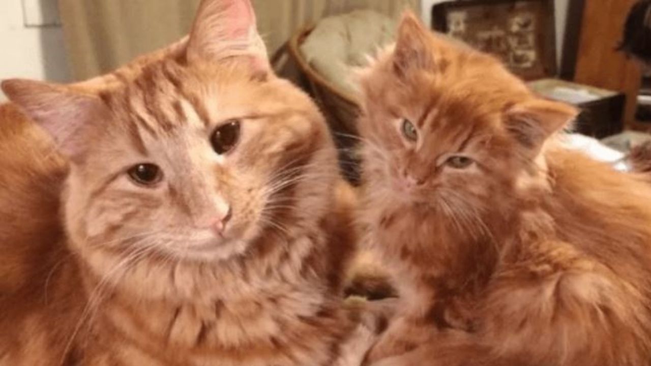 La gatta Ginger insieme ad un gattino di nome Erin