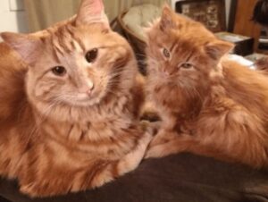 Ginger e un gattino