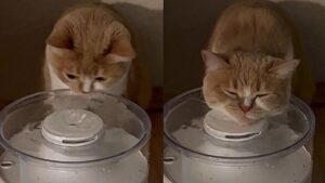 Il gattino di nome Lee Chunbong è il più intelligente del mondo: ha trovato una nuova funzione alla sua fontanella d’acqua