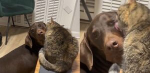 Un gatto innamorato di un Dobermann: la meravigliosa storia d’amore tra Lemon e Lincoln