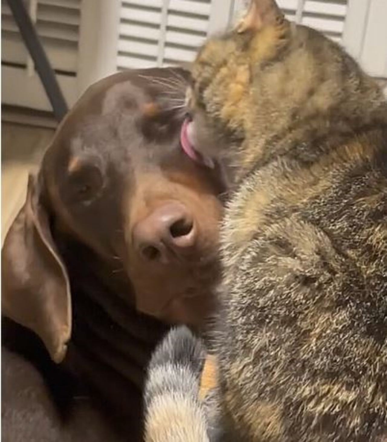 un gatto di nome Lemon che da baci ad un cane
