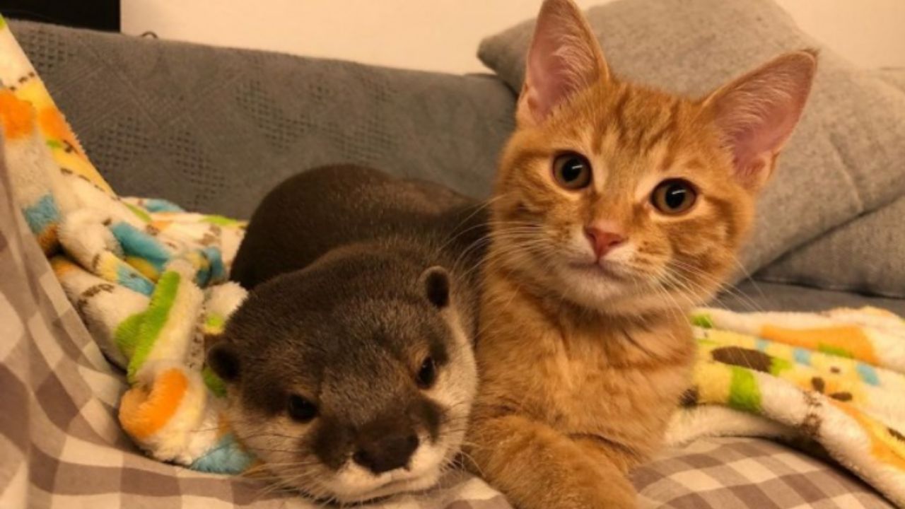 lontra e gatto sul divano