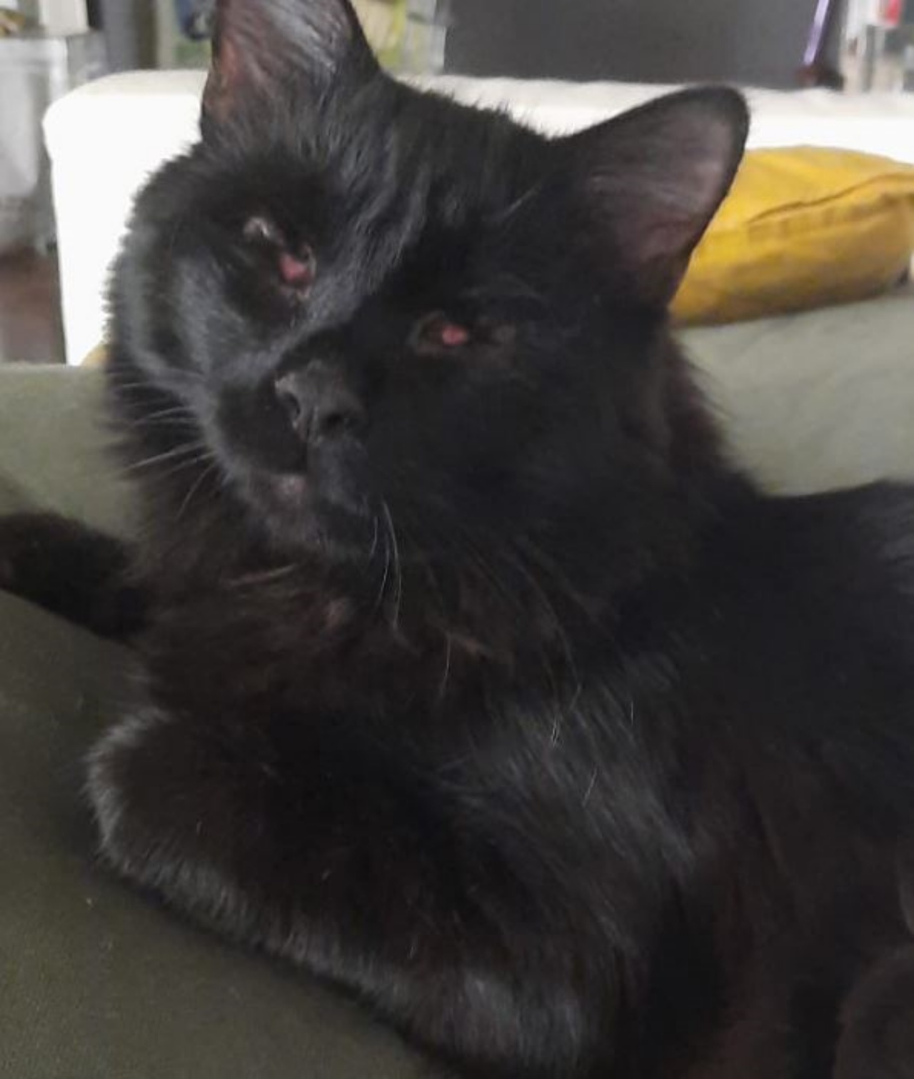 Un gatto dal mantello nero di nome Lucio
