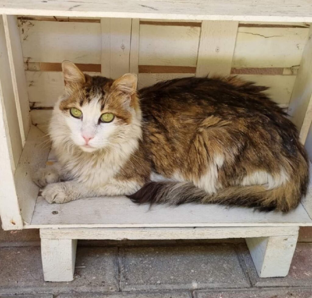 gatto miky disteso comodo