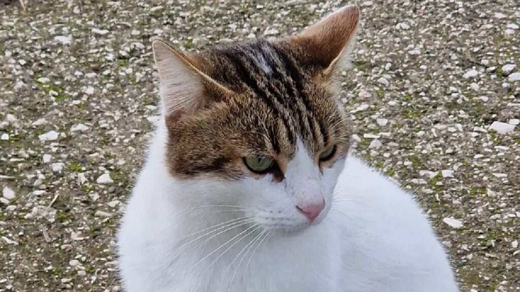 gatto pelo bianco e grigio striato