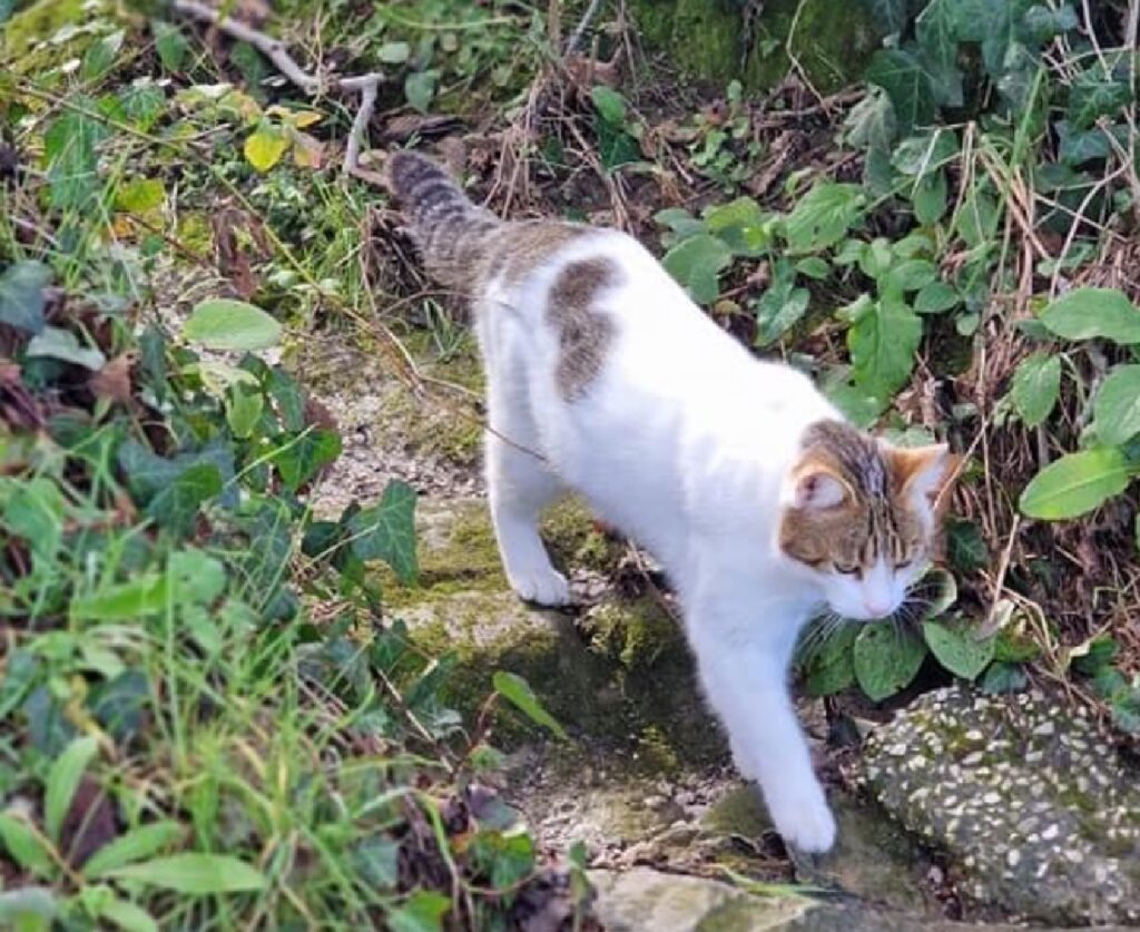 gatto cammina giardino