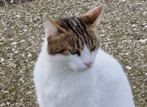 Napoli, da giorni ormai non si hanno notizie del povero Tancredi, un gatto dal pelo bianco e grigio tigrato