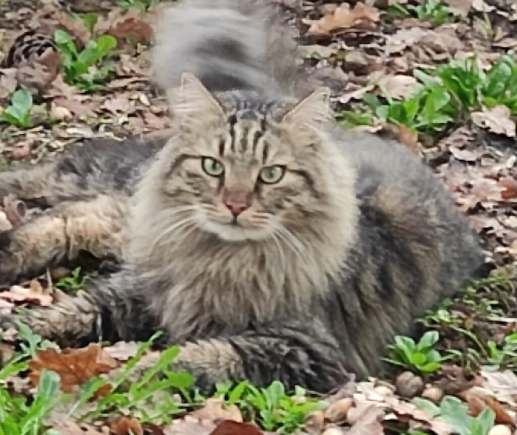 gatto leon tra le foglie