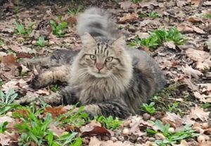 Nepi, ritrovare e salvare dalla strada il gatto Leon è la priorità, vanno avanti le indagini