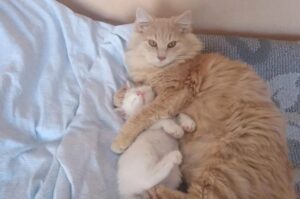 Lo strano caso della scomparsa dei gatti in Sardegna: è mistero