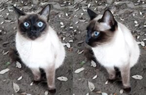 Savio, l’appello per ritrovare Lea, una gatta Siamese di circa un anno sparita all’improvviso