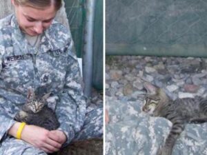 gatto con militare