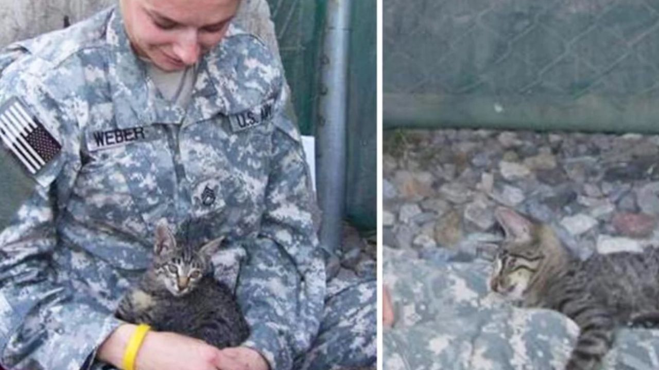 gatto con soldatessa