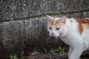 Sorella le ruba il gatto, dicendole che era scappato e morto