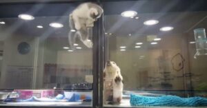 gatto fa acrobazie