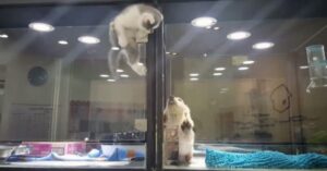 Il gattino fa delle acrobazie a dir poco impossibili pur di raggiungere il suo amato amico cane