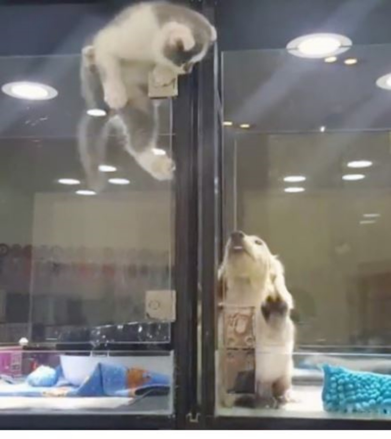 Un cane e un gatto in un negozio