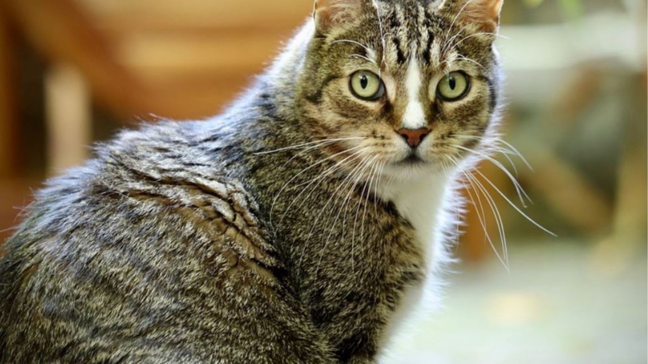 Un gatto europeo dagli occhi verdi