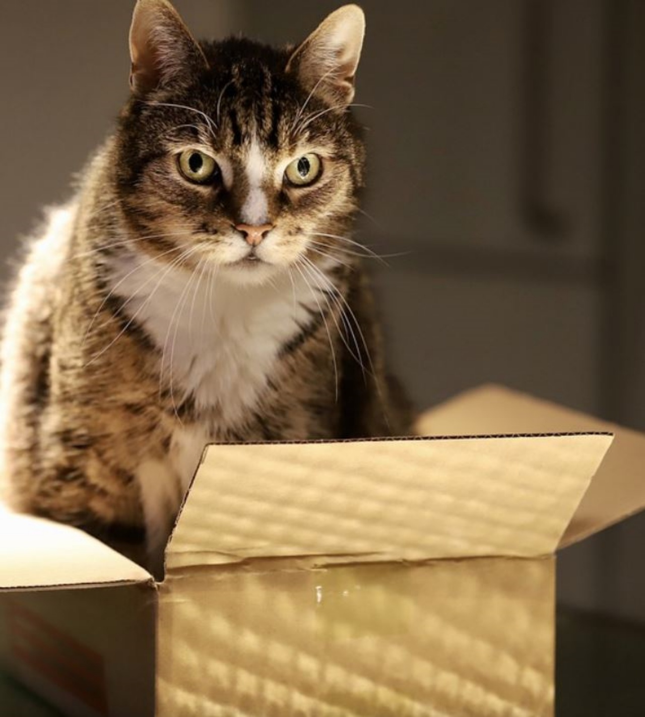 Un gatto dentro una scatola