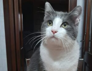 Torchiarolo, il gatto Grey non torna a casa da un mese ma la sua famiglia continua a cercarlo, la speranza è ancora viva