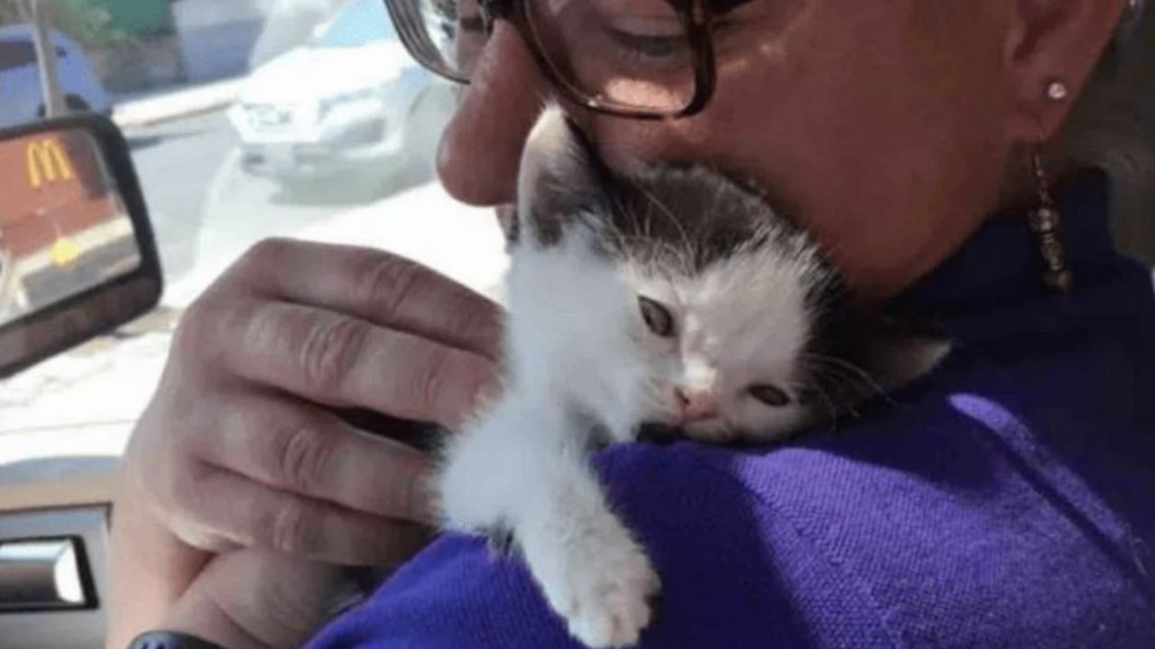 Un gattino di nome Zeke insieme a Lisa