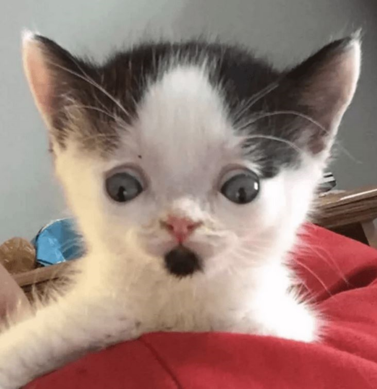 Un gattino bianco e nero di nome Zeke
