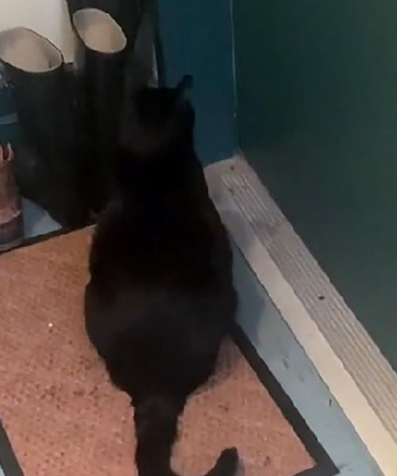 Un gatto che aspetta di fronte alla porta