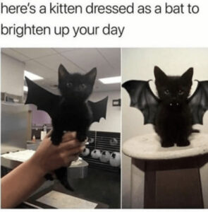 Gatto vestito da pipistrello