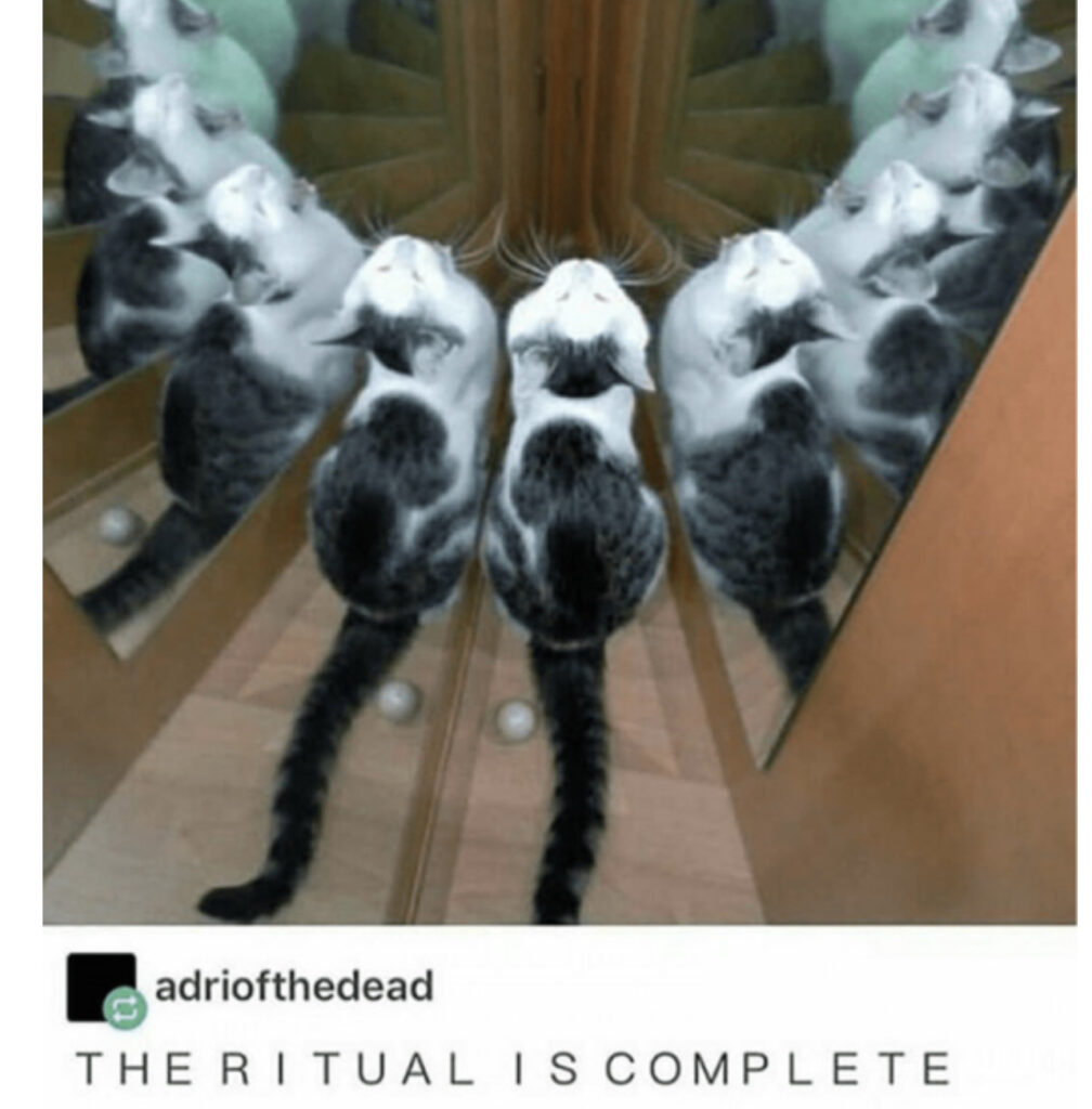 Gatto si guarda allo specchio