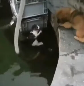 A dir poco da brividi: il gattino è stato salvato da un cane che si è tuffato in acqua per lui