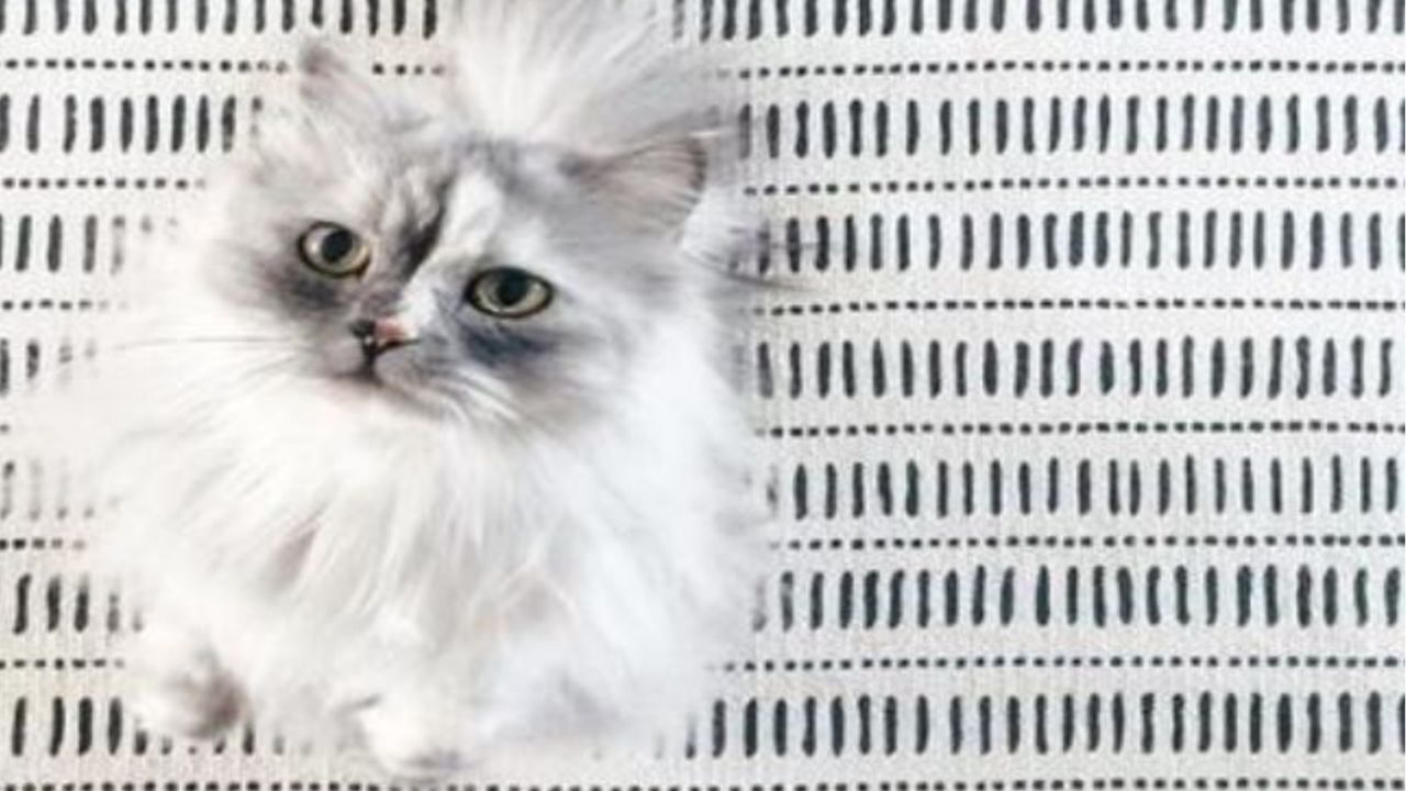 Una gatta persiana di nome Alice