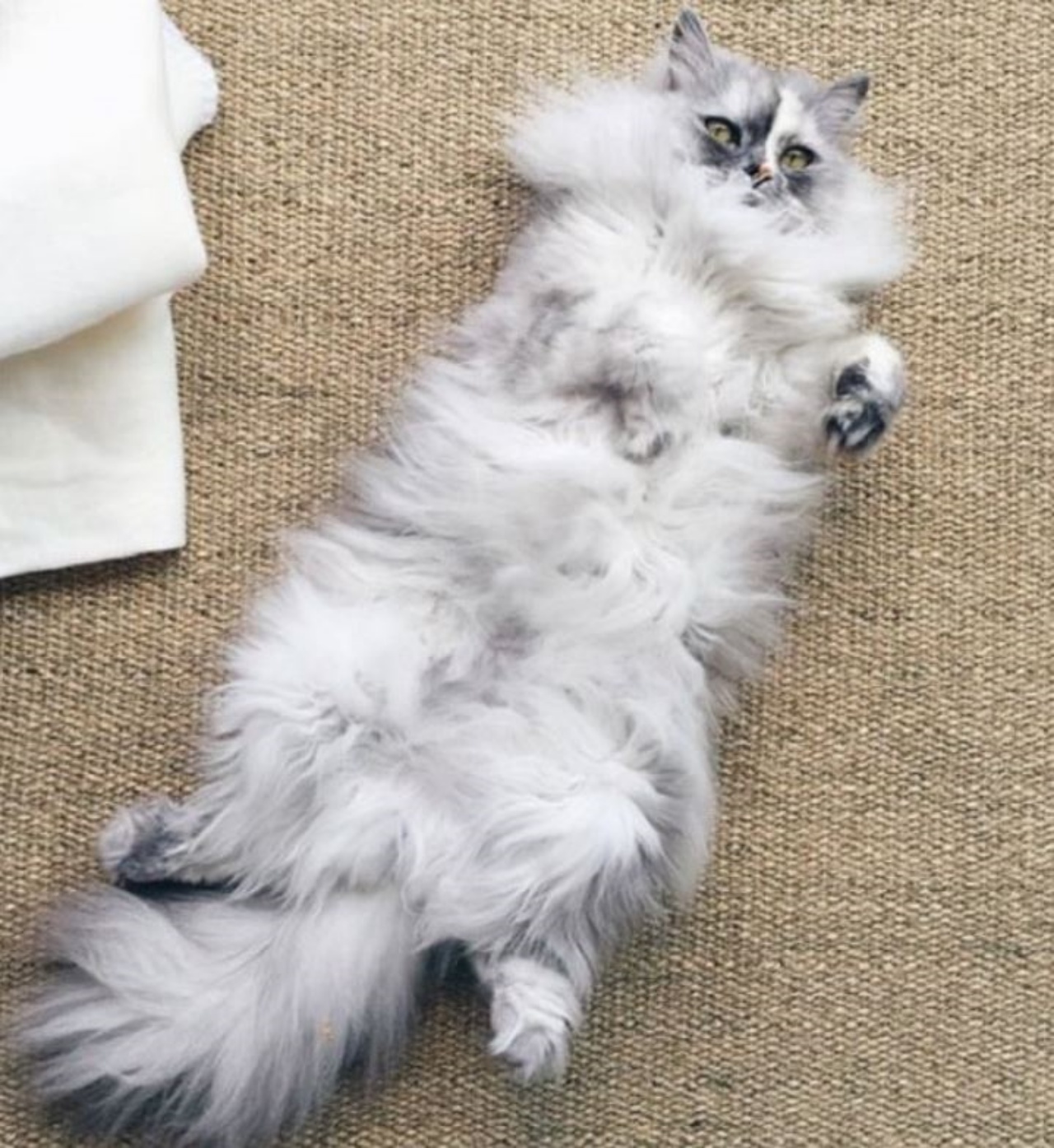 Una gatta persiana di nome Alice sul pavimento