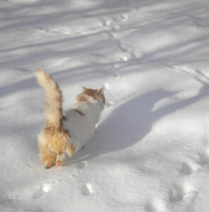 Ce lo chiediamo tutti: il nostro gatto si ricorderà di noi sempre, fino alla fine?