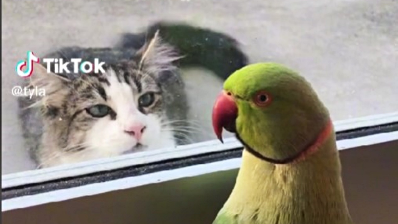 gatto e pappagallo