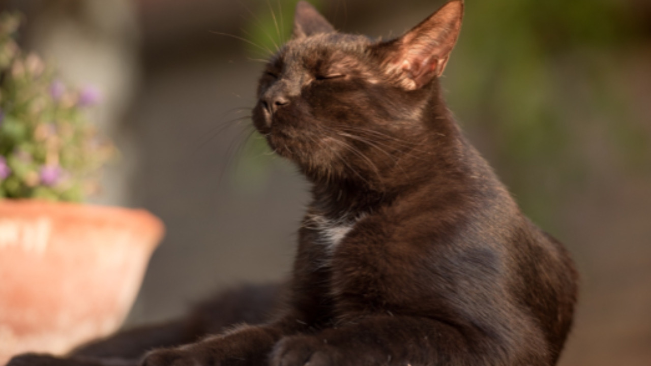 Gatto ha il sole sul viso