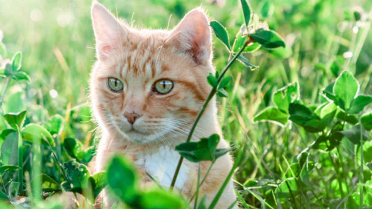 Gatto in posa per la telecamera