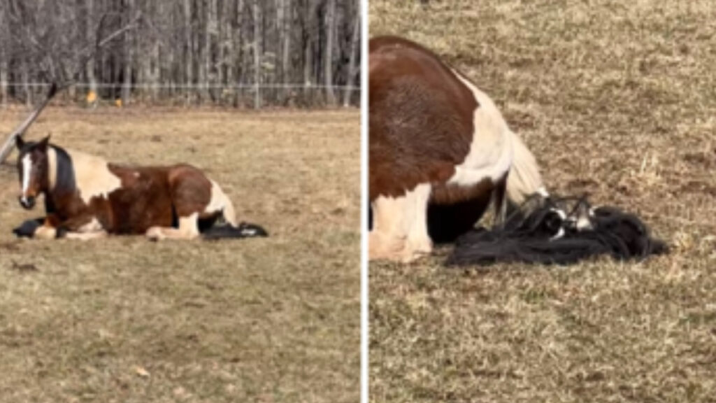 Gatto si diverte a giocare con il cavallo