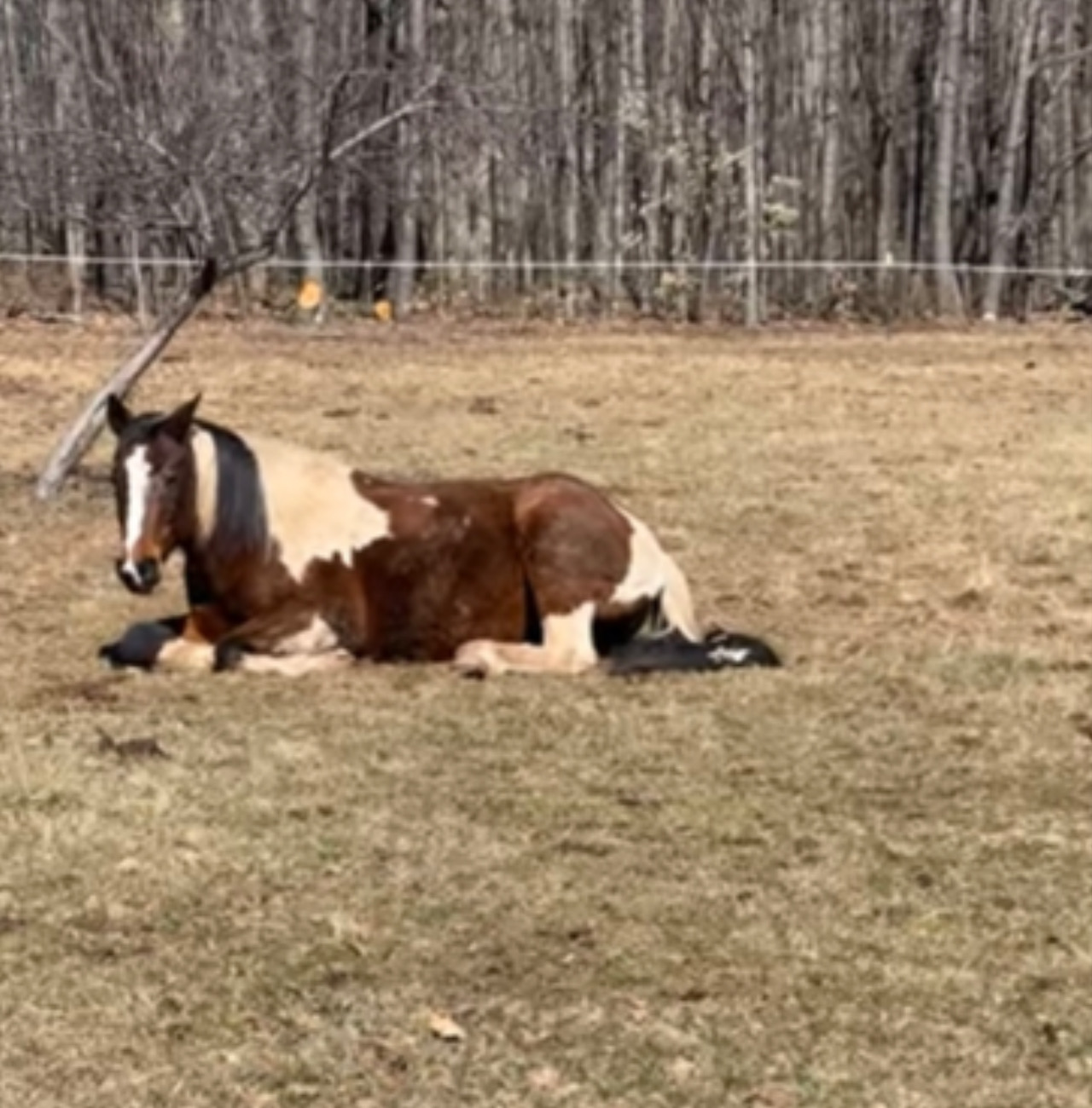 Gatto si diverte con il cavallo