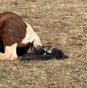 E voi, avevate mai visto un gatto giocare con coda di un cavallo?