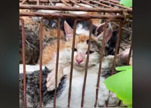 gattini in gabbia