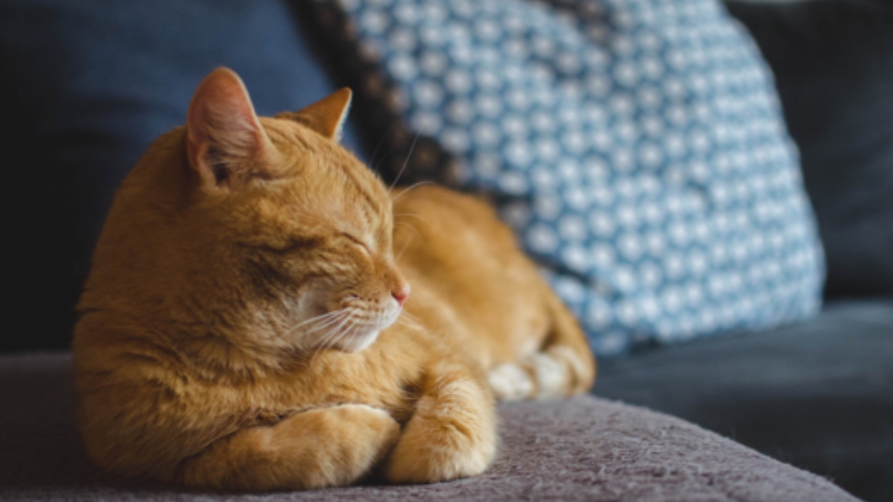 Gatto sta sul divano