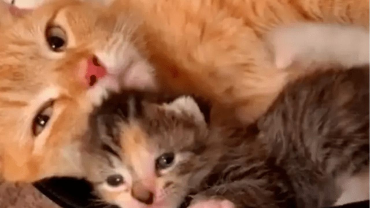 gattina arancione con micio pezzato