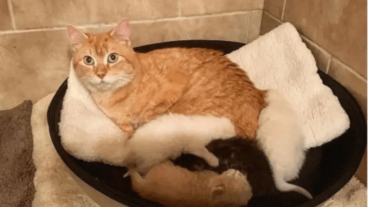 Gattina arancione sdraiata con cuccioli