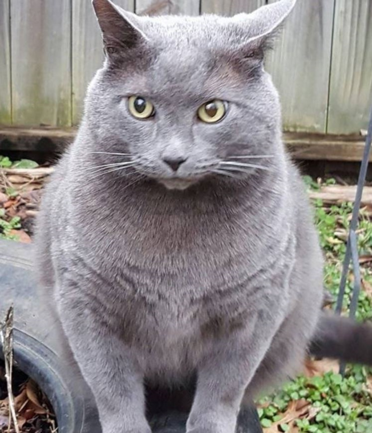 Un gatto dal mantello grigio di nome Buddy
