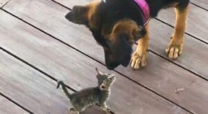 Gattina e cagnolina