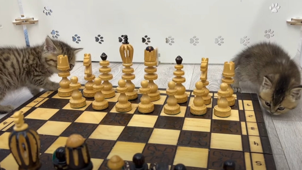 Due gattini giocano a scacchi
